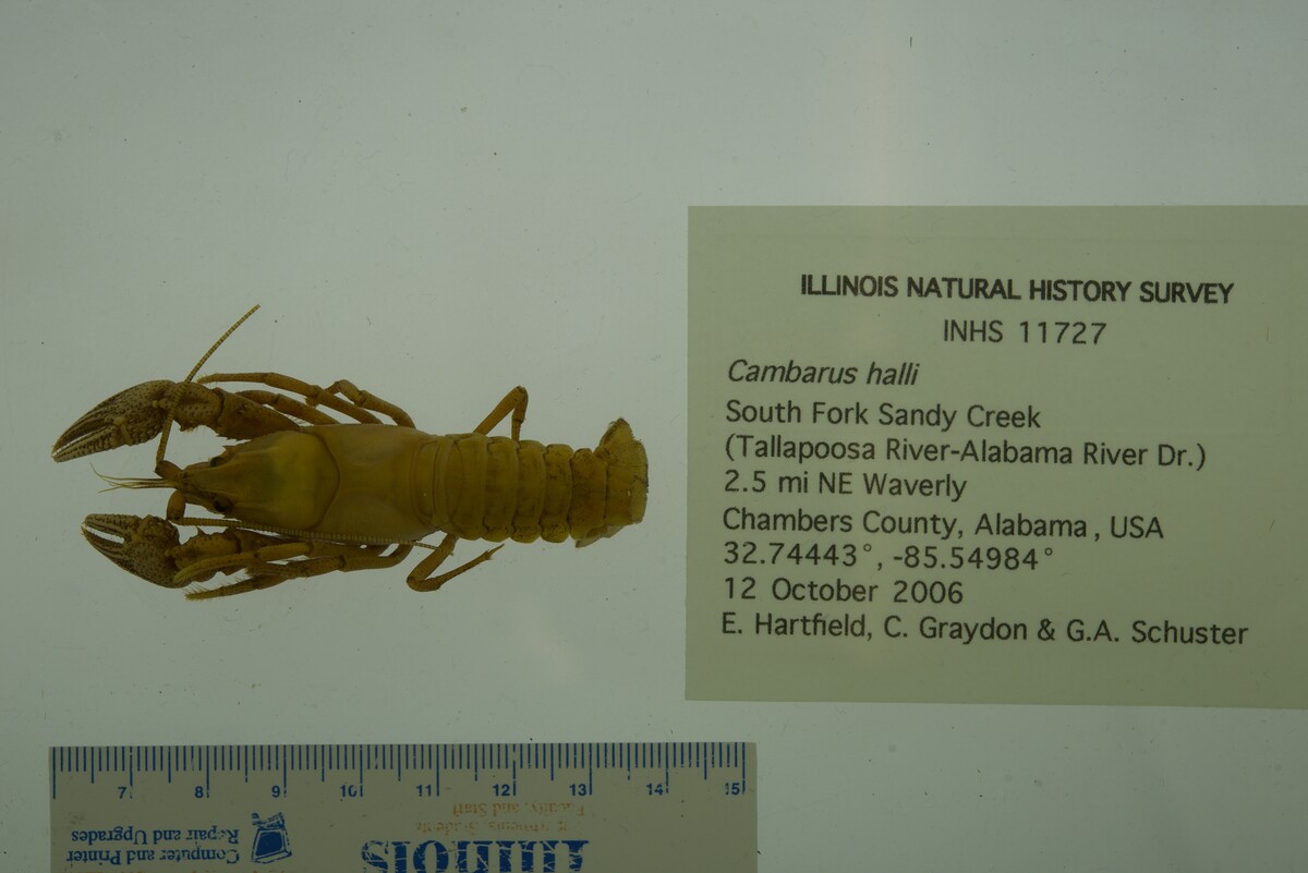 Cambarus halli image